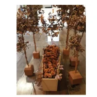 Proposta de reconstituição da flora e geração de renda aos locais afetados pelo rompimento da barragem de Fundão: Uso de frutos nativos e exóticos do Brasil