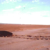 Tartaruga-cabeçuda ou Tartaruga-mestiça