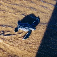 Filhote de tartaruga Gigante ou Tataruga de Couro