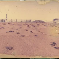 Soltura de filhotes de tartarugas