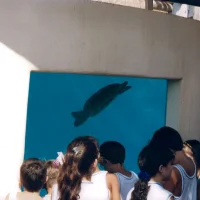 Tanques de tartarugas marinhas