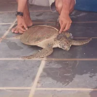 Tartaruga – Triagem