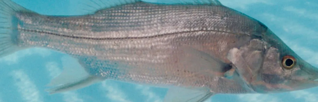 Peixe Robalo