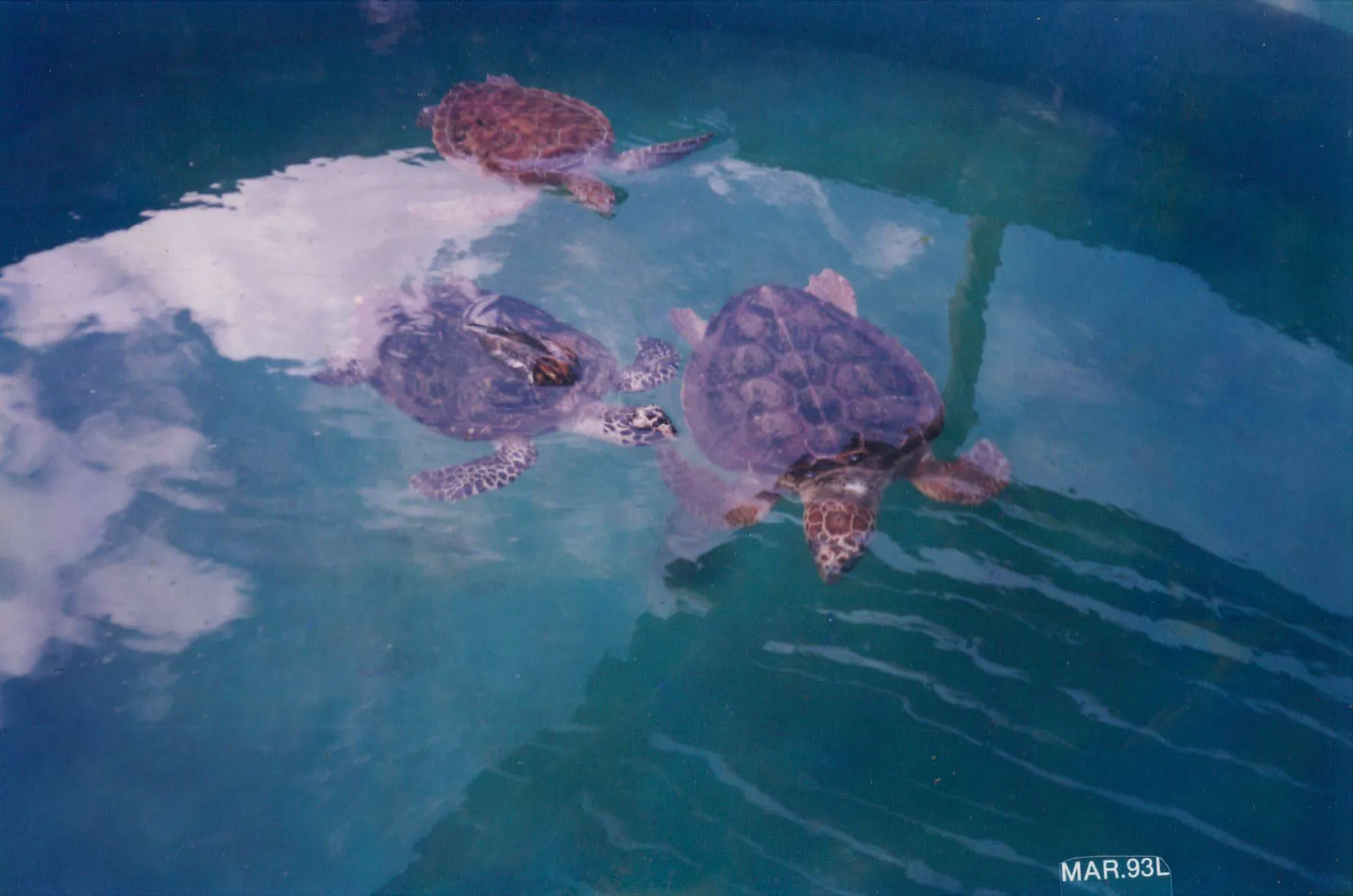 Tanques com tartarugas marinhas