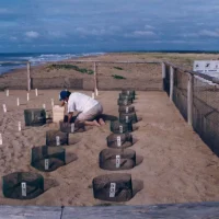 Abertura do ninho de tartaruga