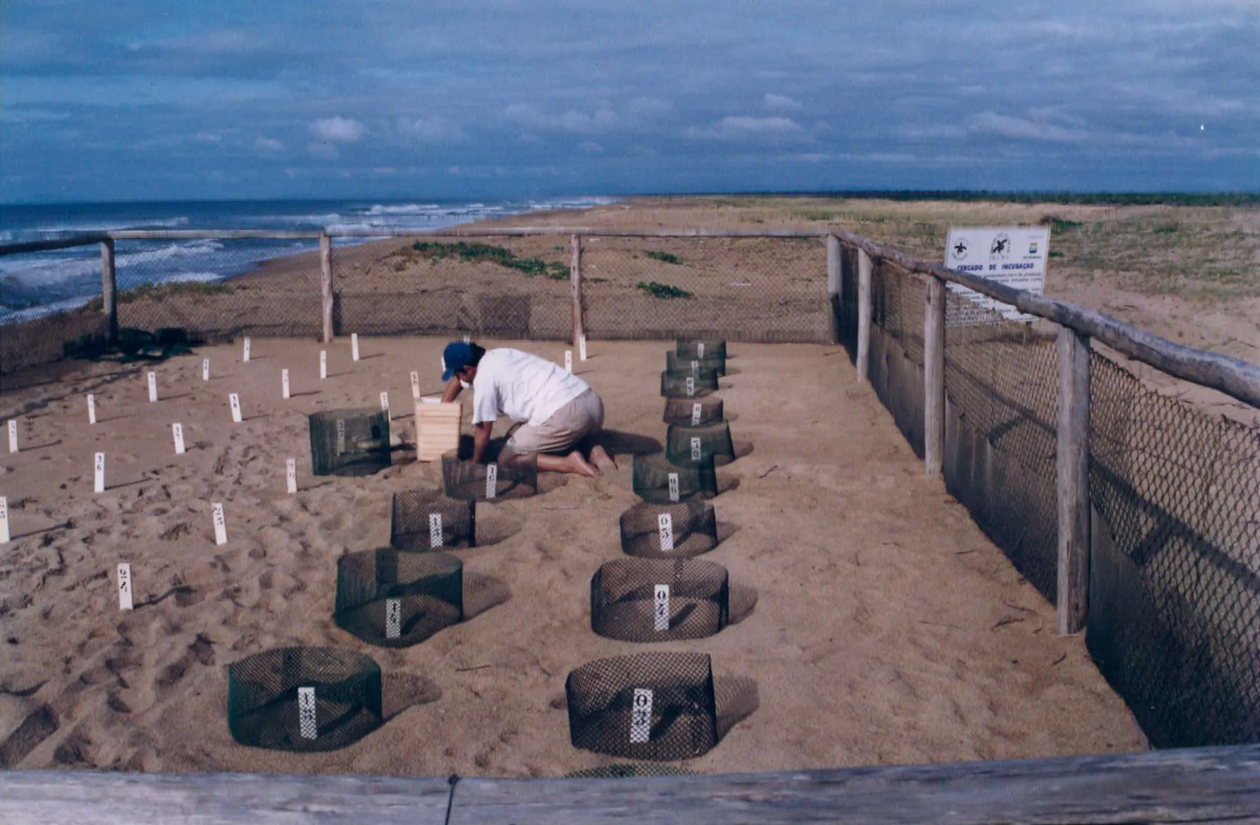 Abertura do ninho de tartaruga