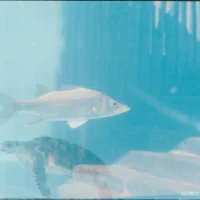 Peixe e tartaruga no aquário