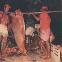 Captura de tubarão – Foz do rio Doce