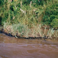 Rio Doce em Regência – Derramamento de óleo.