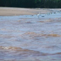 Foz do Rio Doce – Garça