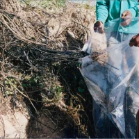 Vestígios de óleo são recolhidos na vegetação na praia de Regência.
