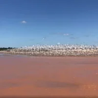 Vídeo Pílulas – Rio – Revoada