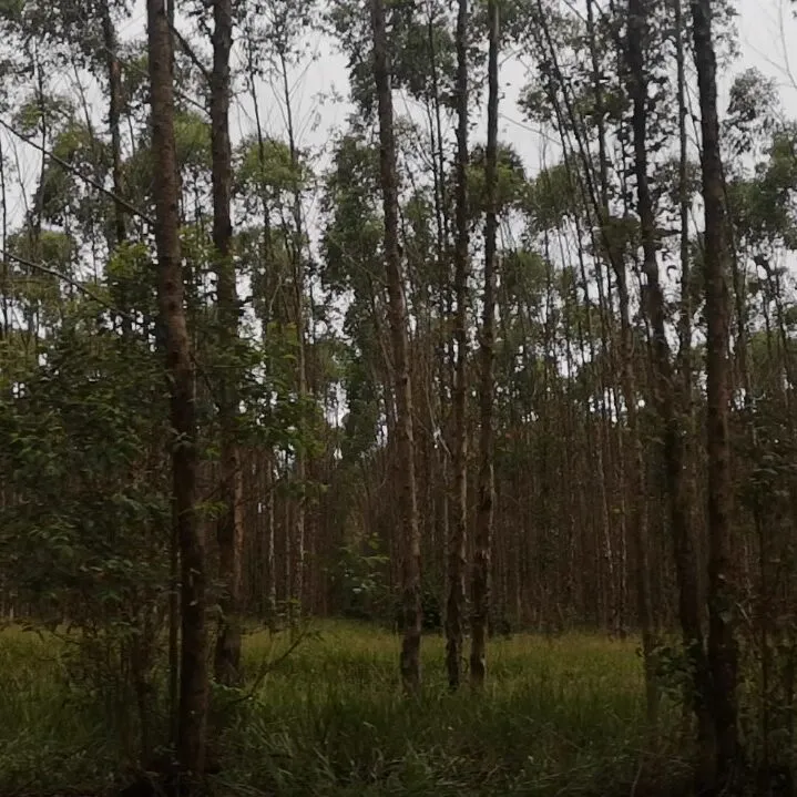 Vídeo Pílulas – Eucalipto